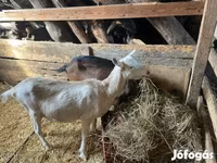 Nőstény kecske, Alpine goat — 2. fotó