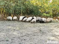 Juh, Racka sheep — 3. fotó