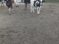 Krava, Russian Black pied cattle — foto 2