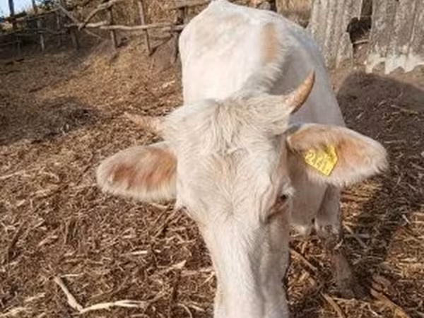 بقرة, Charolais cattle