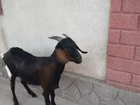 Nőstény kecske, Nubian Goat — 3. fotó