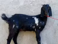 Koza, Beetal goats — foto 2