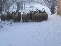 Schaf, Racka sheep — Foto 6
