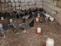 Chickens — Foto 6