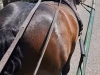 Caballo, Caballos — foto 2