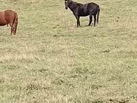 Hing, New Altai Horse — 5. fotó