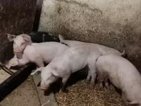Eber, Schweine — Foto 8