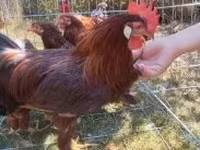 Chickens — 3. fotó