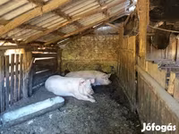 Eber, Schweine — Foto 2