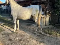 Hengst, Lipizzaner — Foto 2