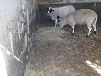 Kos, Dorper sheep — 3. fotó