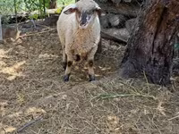 公羊, White Suffolk sheep — 照片 3