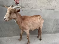 عنزة, Alpine goat — الصورة 3