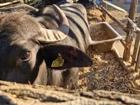 गाय, बिफालो — फ़ोटो 3