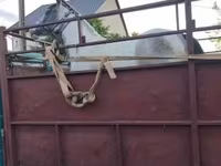 Égua, Cavalos — foto 3