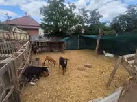 Cabro, Nubian Goat — foto 1