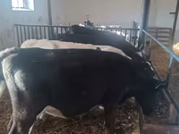 公牛, Cattle — 照片 3