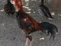Shamo chickens — foto 3