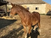 Kůň, Koně — foto 3