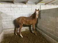 Kobyła, Anglo-Arabian — zdjęcie 2