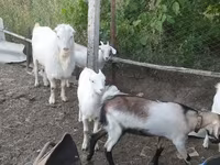 Bak, LaMancha goats — 4. fotó