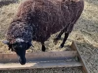 भेड़, Merino sheep — फ़ोटो 5