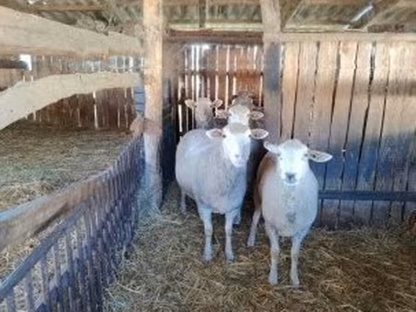 母羊, Ile-de-France sheep