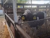 Bika, Russian Black pied cattle — 3. fotó