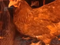 Chickens — الصورة 6