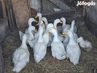 Ducks — Foto 3