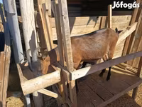 母山羊, Alpine goat — 照片 1
