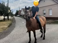 Kanca, Lovak — 5. fotó