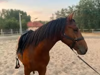 Koń, Konie — zdjęcie 2