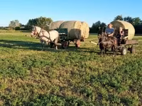 母马, Friesian — 照片 4