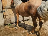 Kanca, Lovak — 2. fotó