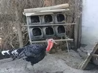 Turkeys — foto 3