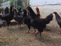 Chickens — foto 1