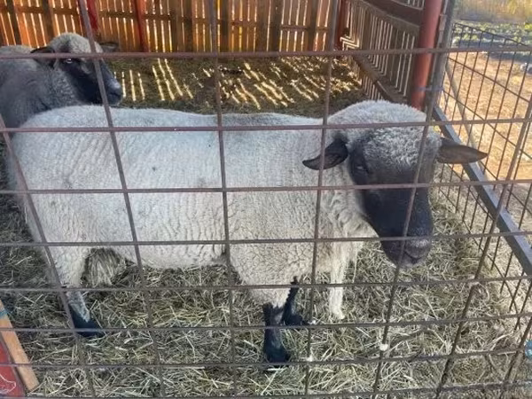 Kos, Shroshire sheep — Magyarország