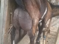 Billy Goat, Alpine goat — photo 3
