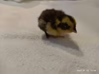 Quails — foto 4