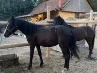Hing, Lovak — 4. fotó
