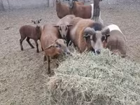 Kos, Cameroon sheep — 1. fotó