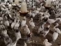 Chickens — zdjęcie 5