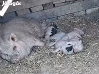 公猪, Вьетнамская вислобрюхая — 照片 1