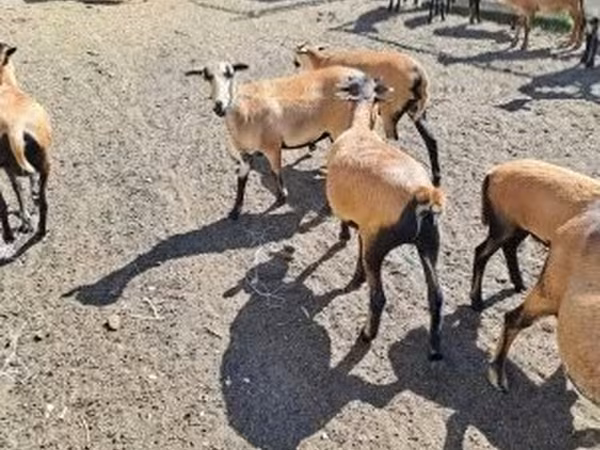 Owce (partia, płeć nieokreślona), Cameroon sheep — Węgry