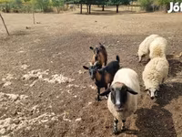 Sheep, Tsigai sheep — photo 5