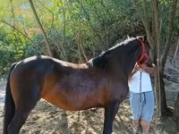 Kanca, Lovak — 7. fotó