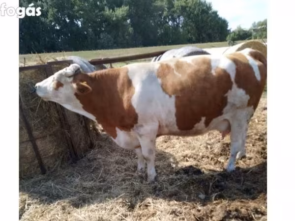 Tehén, Simmental cattle — Magyarország