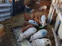 Schweine (Partie, Geschlecht nicht angegeben), Дюрок — Foto 6