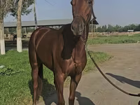 Jument, Thoroughbred horse — photo 1
